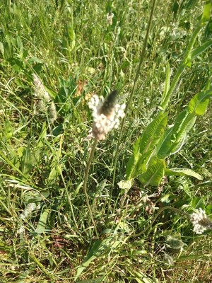 photo of Ribwort Plantain