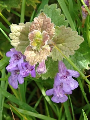 photo of Ground Ivy