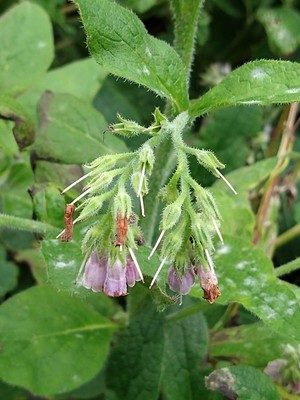 photo of Common Comfrey