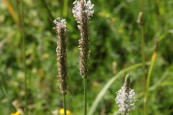 photo of Hoary Plantain