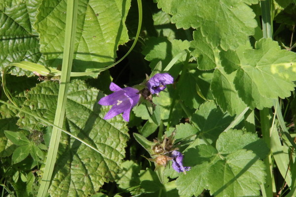 photo of Clustered Bellfower