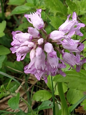 photo of Military Orchid