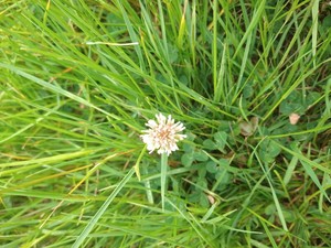 photo of White Clover