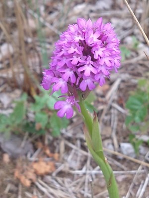 photo of Pyramidal Orchid