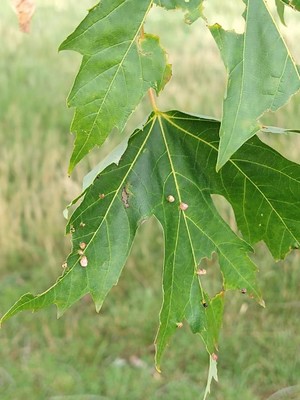 photo of Silver Maple