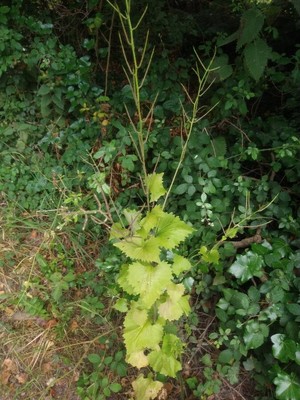 photo of Garlic Mustard