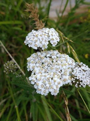 photo of Yarrow