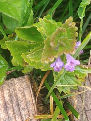 photo of Ground Ivy
