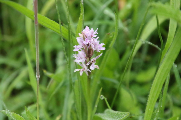 photo of Common Spotted Orchid