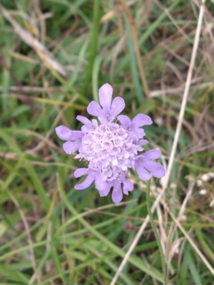 photo of Small Scabious