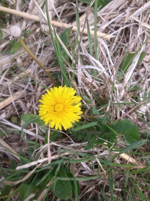 photo of Dandelion