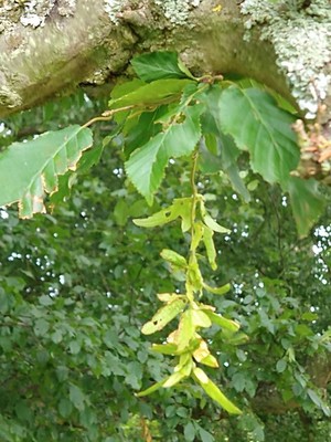photo of Alder