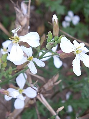 photo of Wild Radish