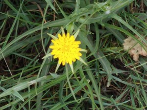 photo of Goat's Beard