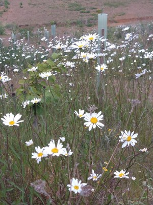 photo of Oxeye Daisy