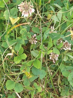photo of White Clover