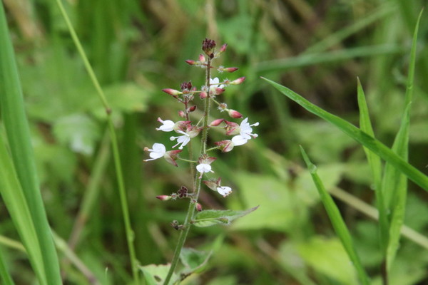 photo of Enchanter's Nightshade