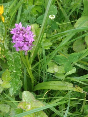 photo of Southern Marsh Orchid