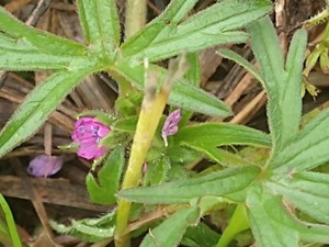 photo of Cut Leaved Crane's Bill