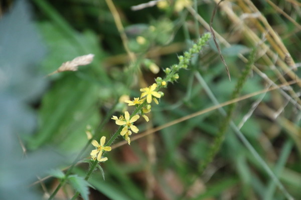 photo of Agrimony