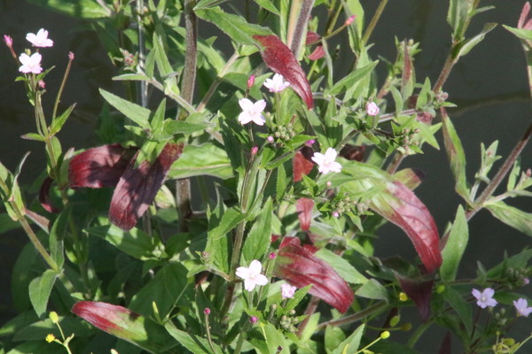 photo of American Willowherb