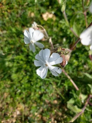 photo of White Campion