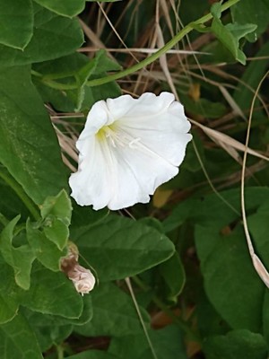 photo of Field Bindweed
