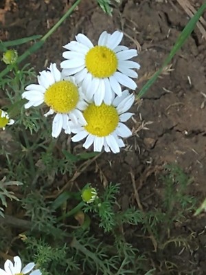 photo of Scented Mayweed