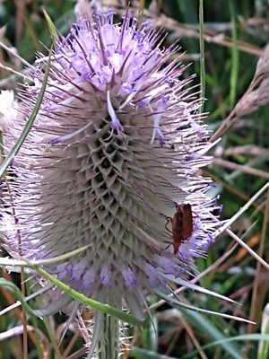 photo of Teasel