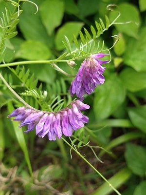 photo of Fodder Vetch