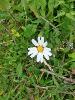 photo of Oxeye Daisy