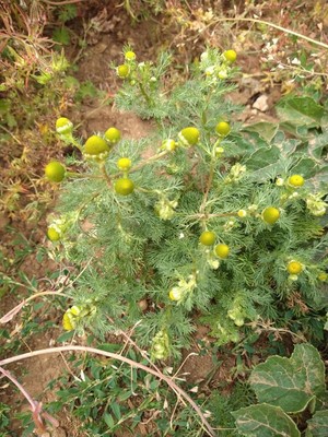 photo of Pineappleweed