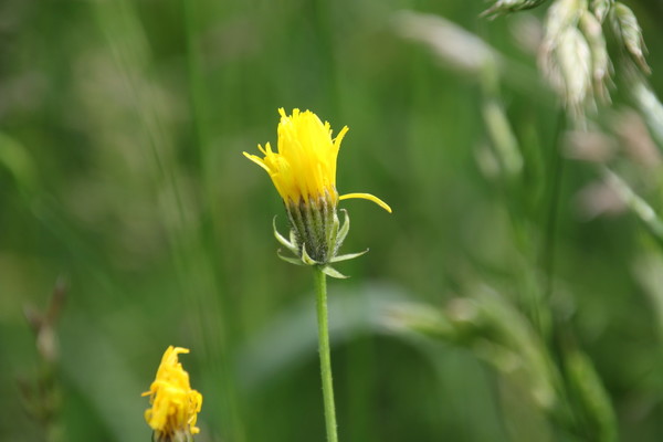 photo of Rough Hawk's Beard