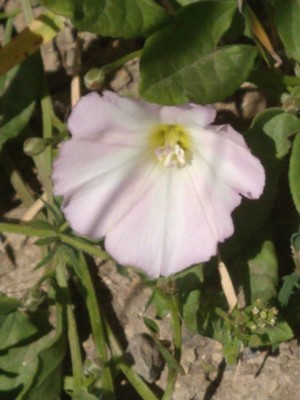 photo of Field Bindweed