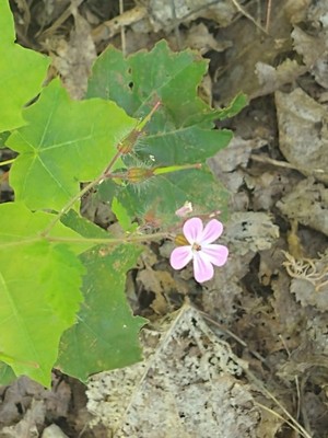 photo of Herb Robert
