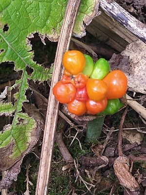 photo of Italian Arum