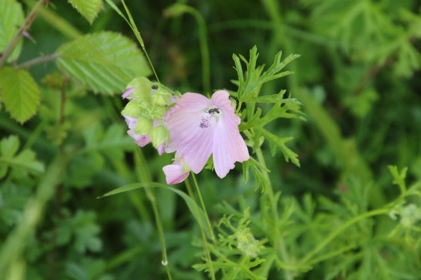 photo of Musk Mallow