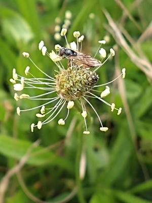 photo of Ribwort Plantain