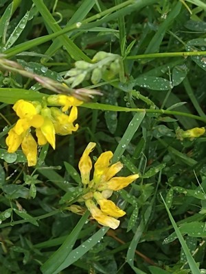 photo of Meadow Vetchling