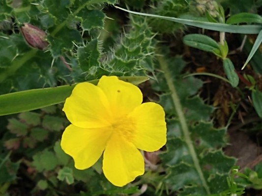 photo of Common Rockrose