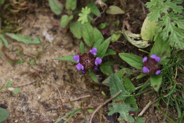 photo of Selfheal