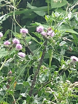 photo of Creeping Thistle