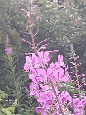 photo of Rosebay Willowherb