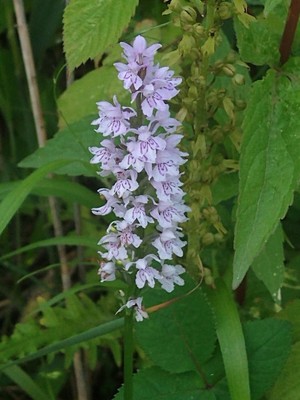 photo of Common Spotted Orchid