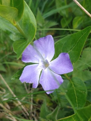 photo of Greater Periwinkle