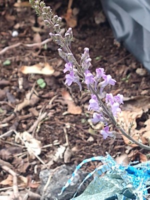 photo of Purple Toadflax