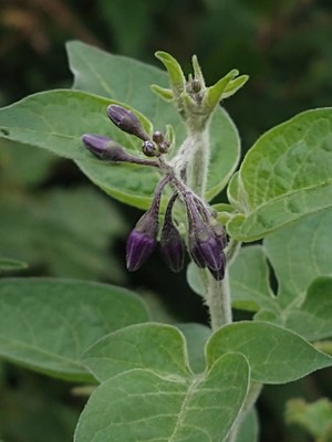 photo of Bittersweet