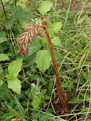 photo of Common Broomrape