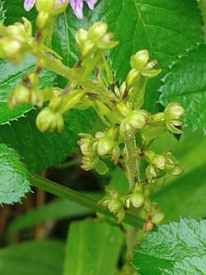 photo of Common Twayblade