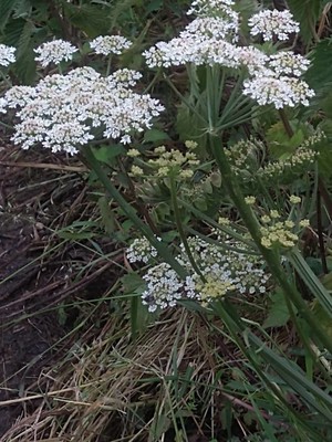 photo of Hogweed